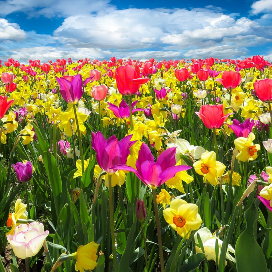 Spring Bling!